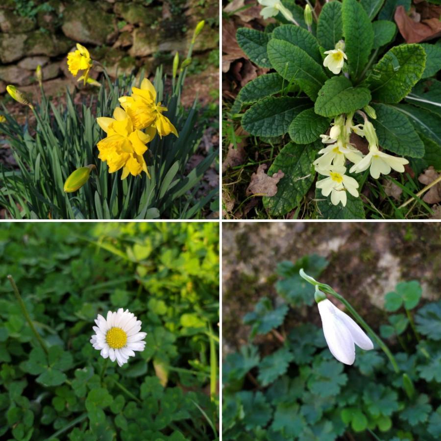 Les Gites Des Beaux Chenes Mortagne-sur-Sevre Luaran gambar