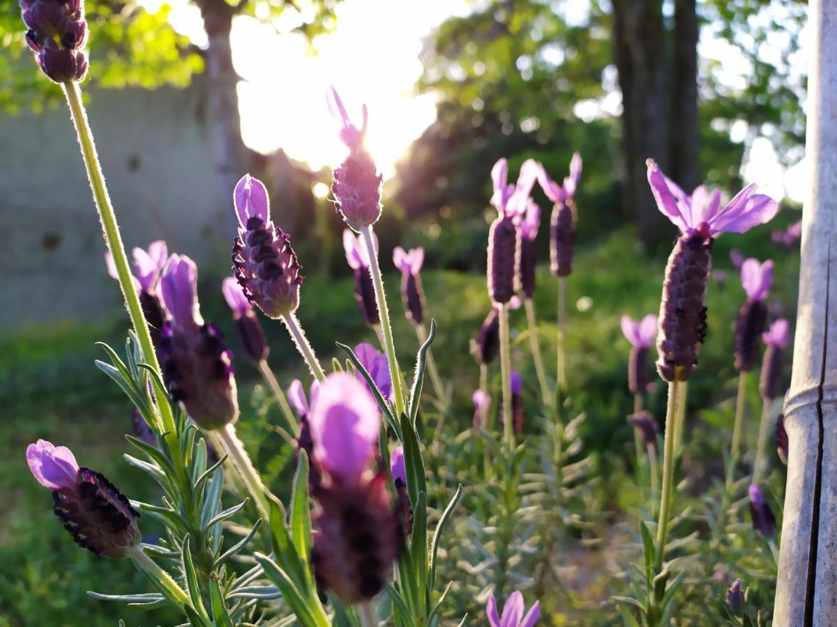 Les Gites Des Beaux Chenes Mortagne-sur-Sevre Luaran gambar